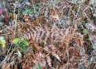 FALL FERNS 